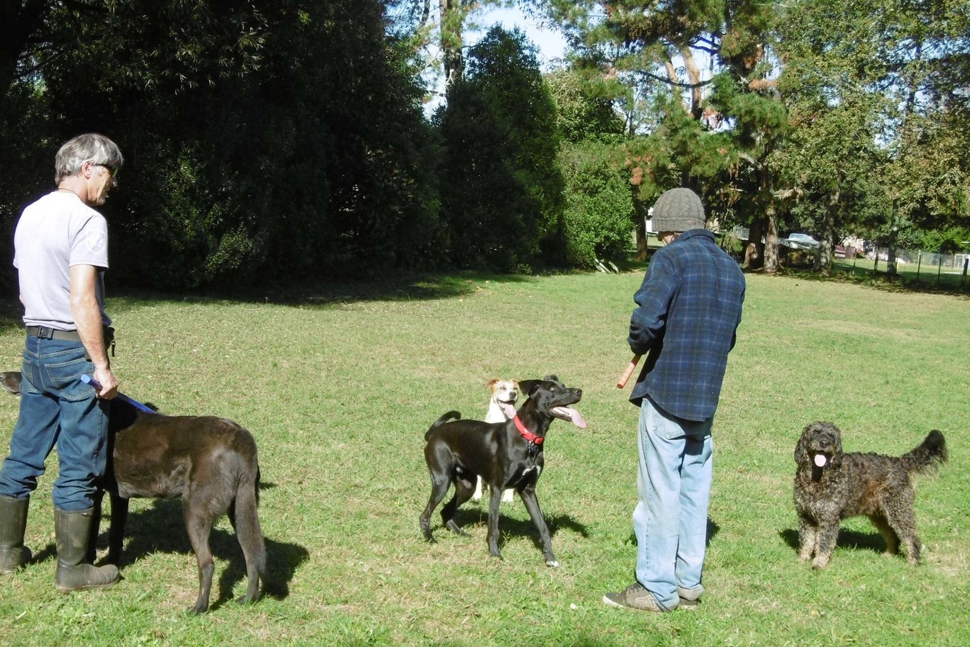 Kennel Waikato, NZ Brackendell Boarding Kennels & Cattery
